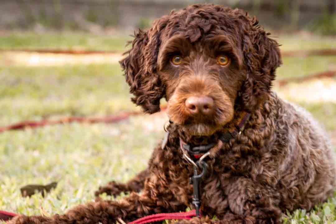 Hund trotz Allergie: Labradoodle