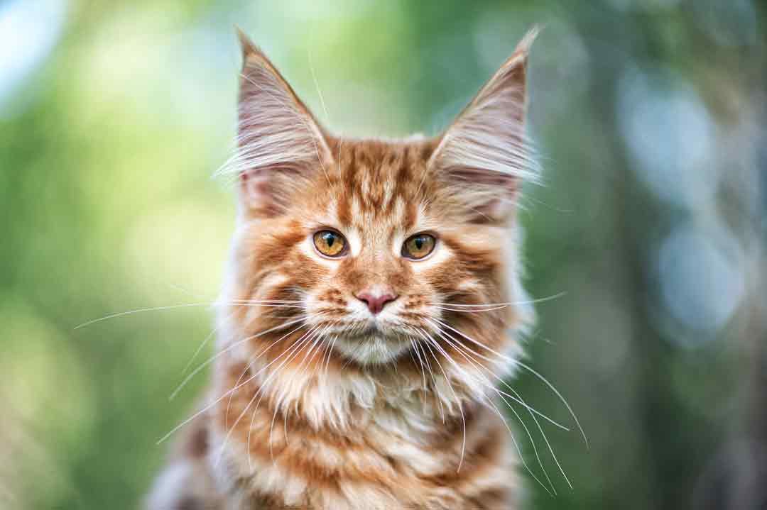 Die Maine Coon ist eine bildhübsche Katze.