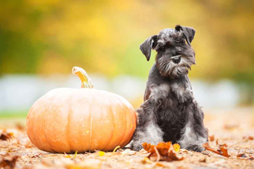 Hunde für Allergiker: Schnauzer