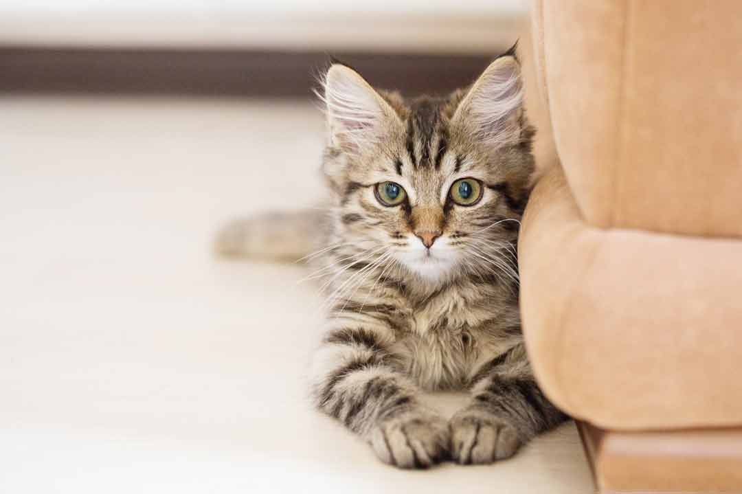 Verschmuste Katzen: Maine Coon