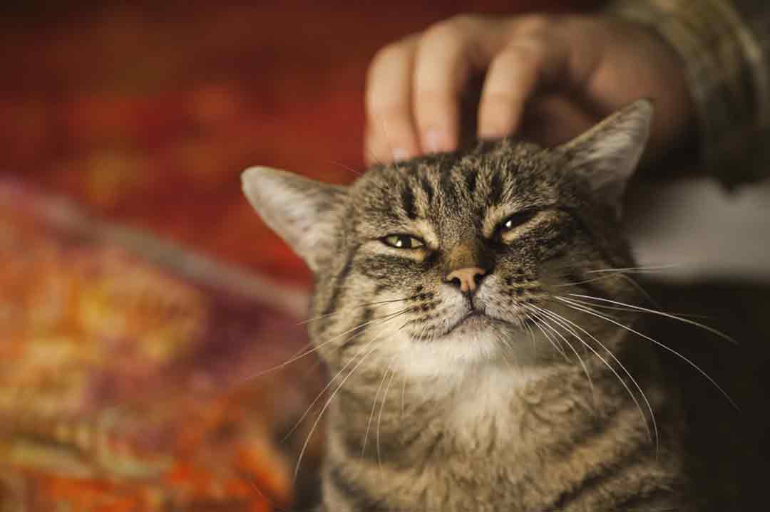 Wie schnurren Katzen?