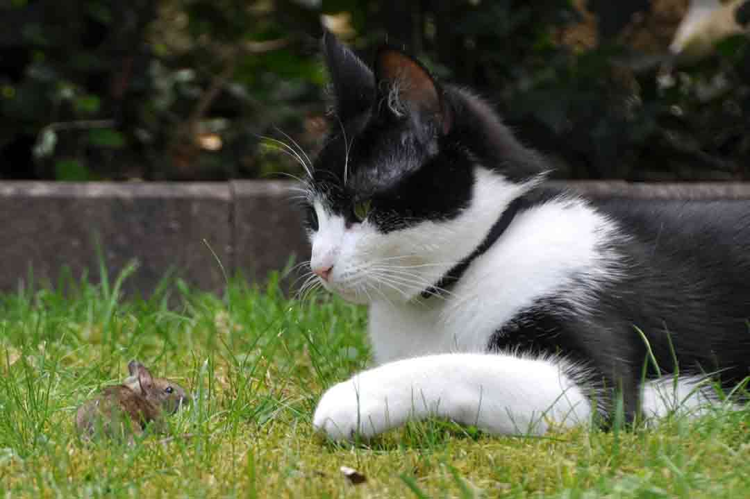 Wurmkur für die Katze