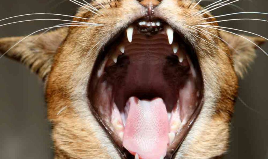 So leicht gelingt die Zahnpflege bei Katzen