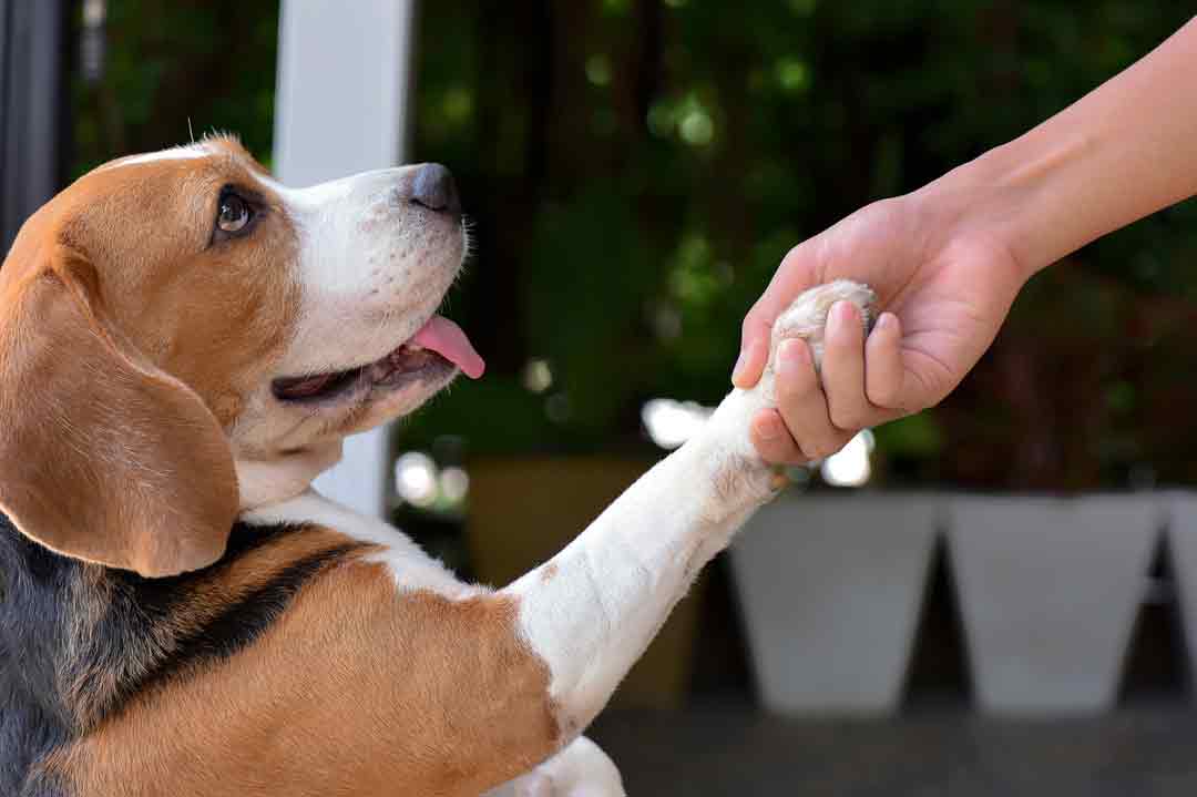 Ein Beagle gibt Pfötchen