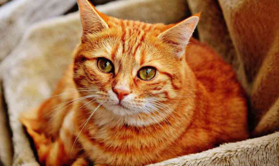Blasenentzündung bei der Katze: Ursachen, Symptome, Hilfe