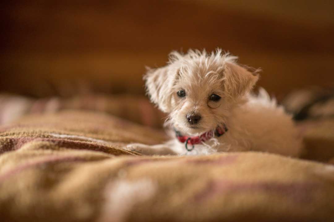 Ein neuer Hund zieht ein