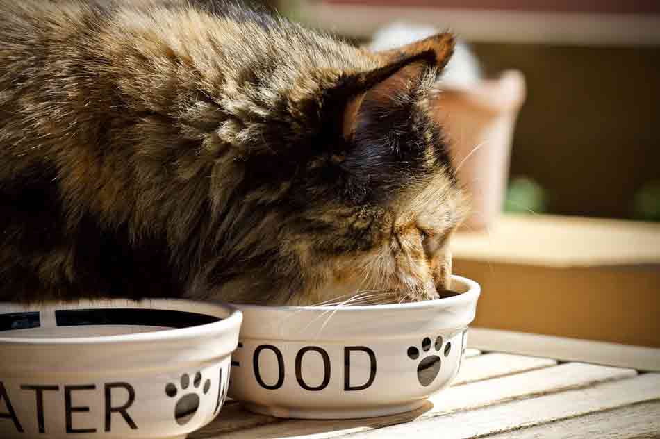 Getreidefreies Katzenfutter ist artgerechter.
