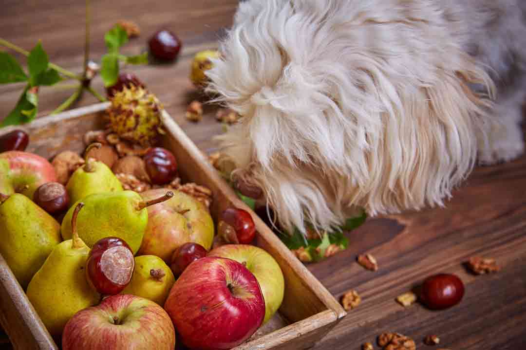 Vorsicht beim Herbstspaziergang mit Hund