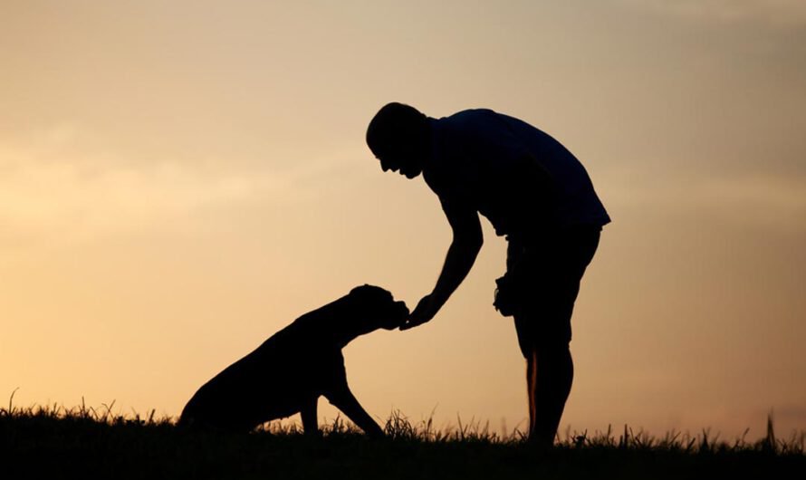 So schützt Du Deinen Hund vor Diebstahl