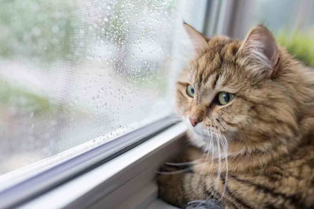 Katze am Fenster