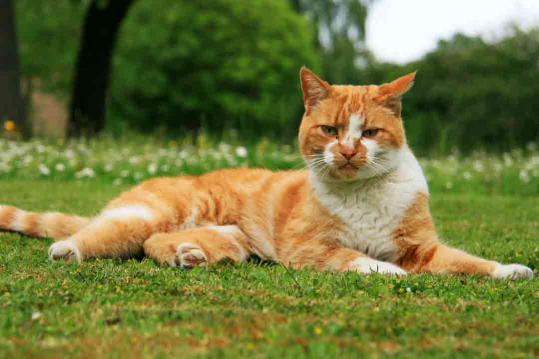 Eine Katze mit Ataxie