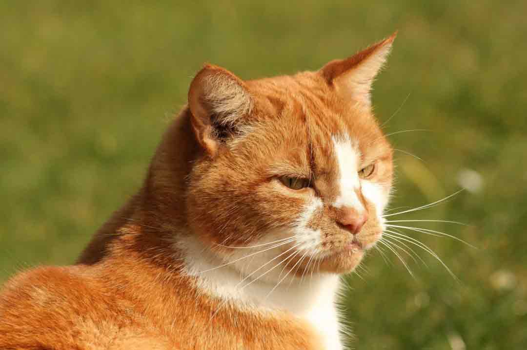 Eine Katze mit Ataxie kann ein schönes Leben haben