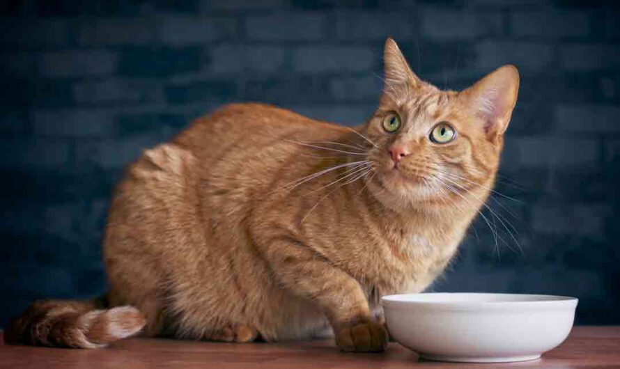 Warum sollte Katzenfutter getreidefrei sein?