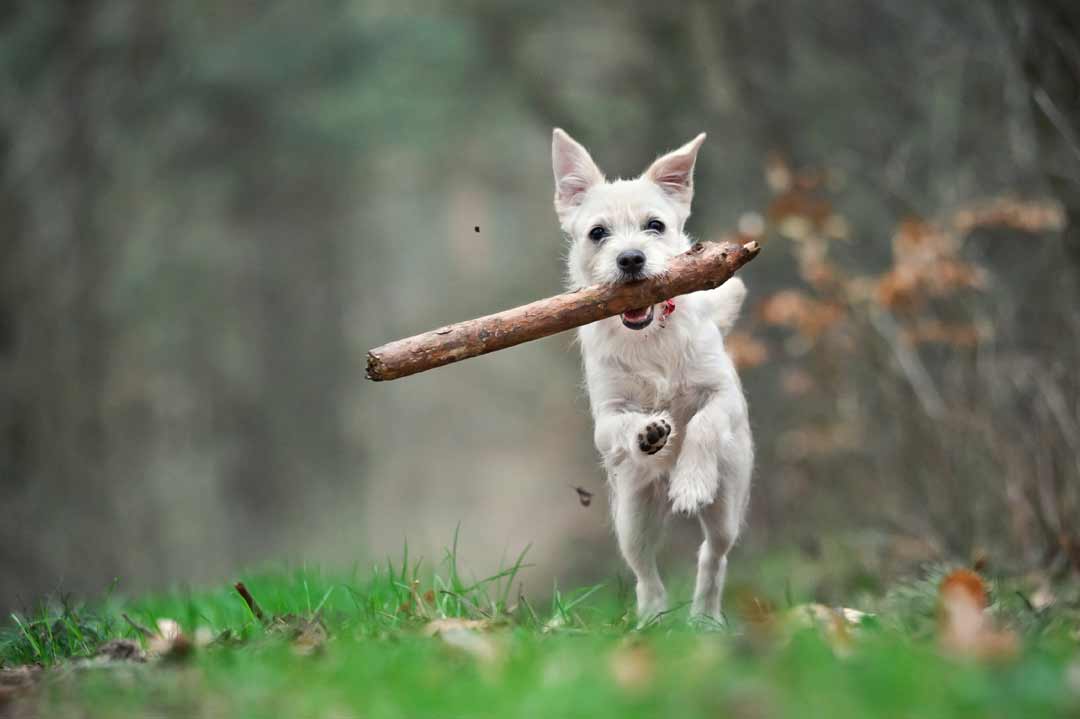 Kauwurzeln für Hunde