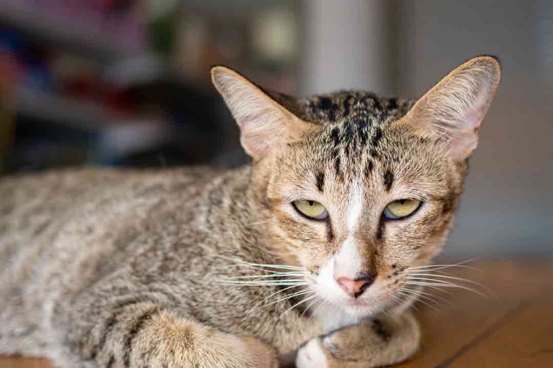 Krankheiten bei der Katze