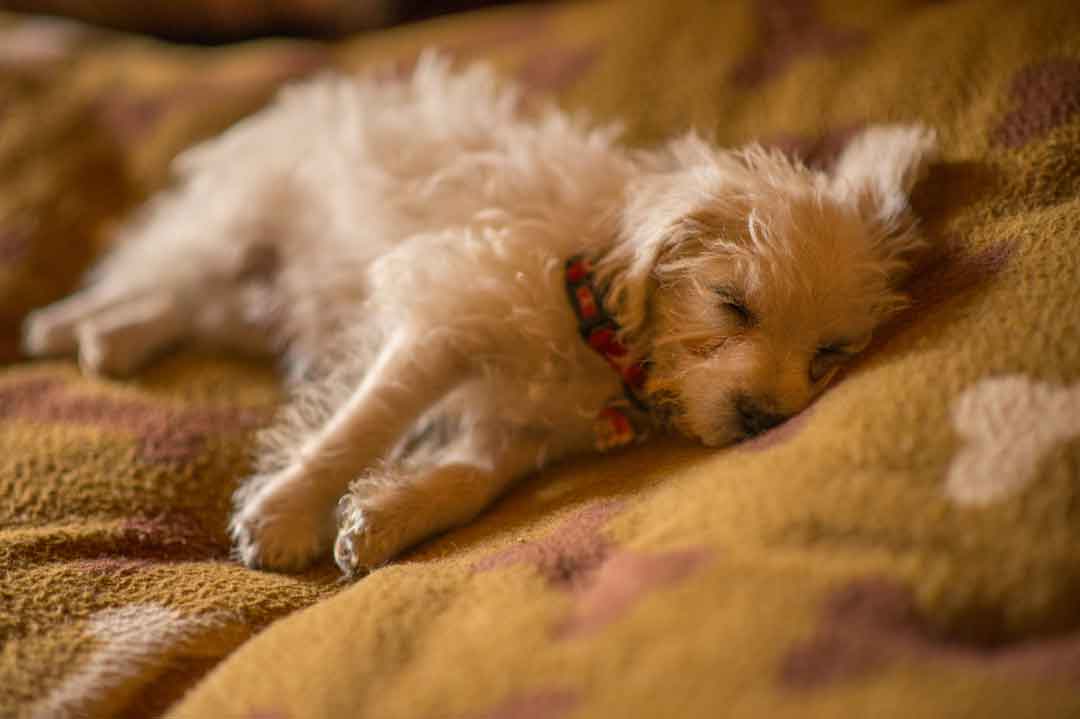 Ein neuer Hund zieht ein