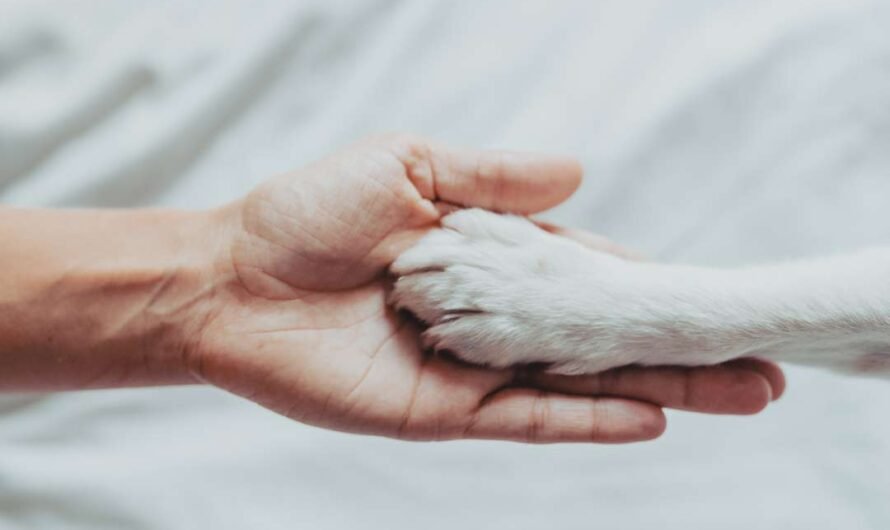 Darum geben Hunde wirklich Pfötchen