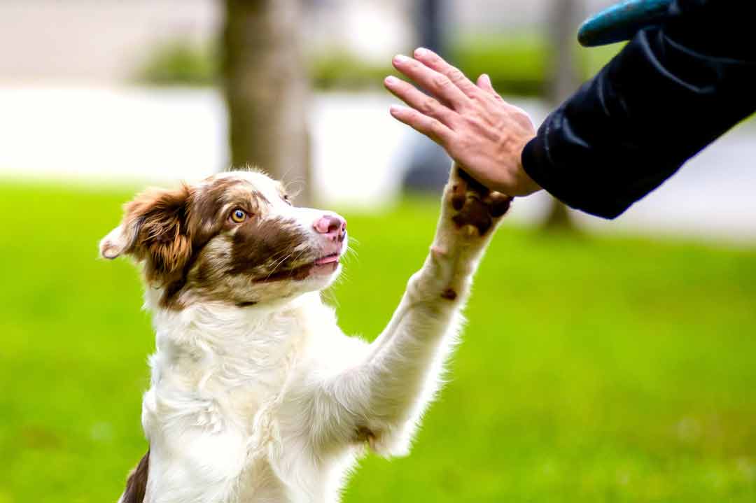 Ein Hund gibt Pfötchen