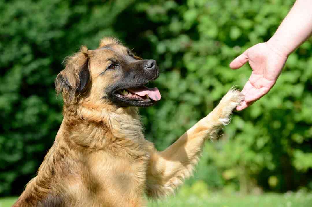 Ein Hund gibt Pfötchen