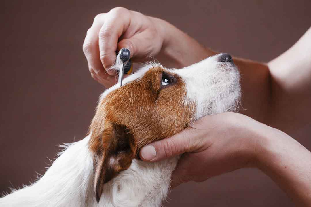 So fällt der Fellwechsel beim Hund leichter