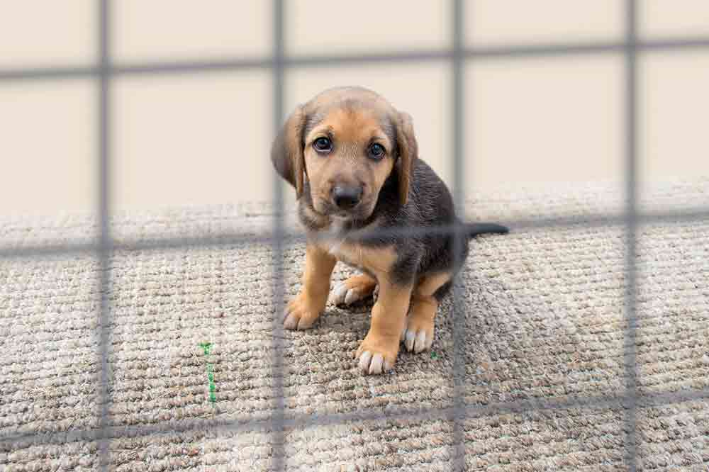 Ein Hund aus dem Tierheim