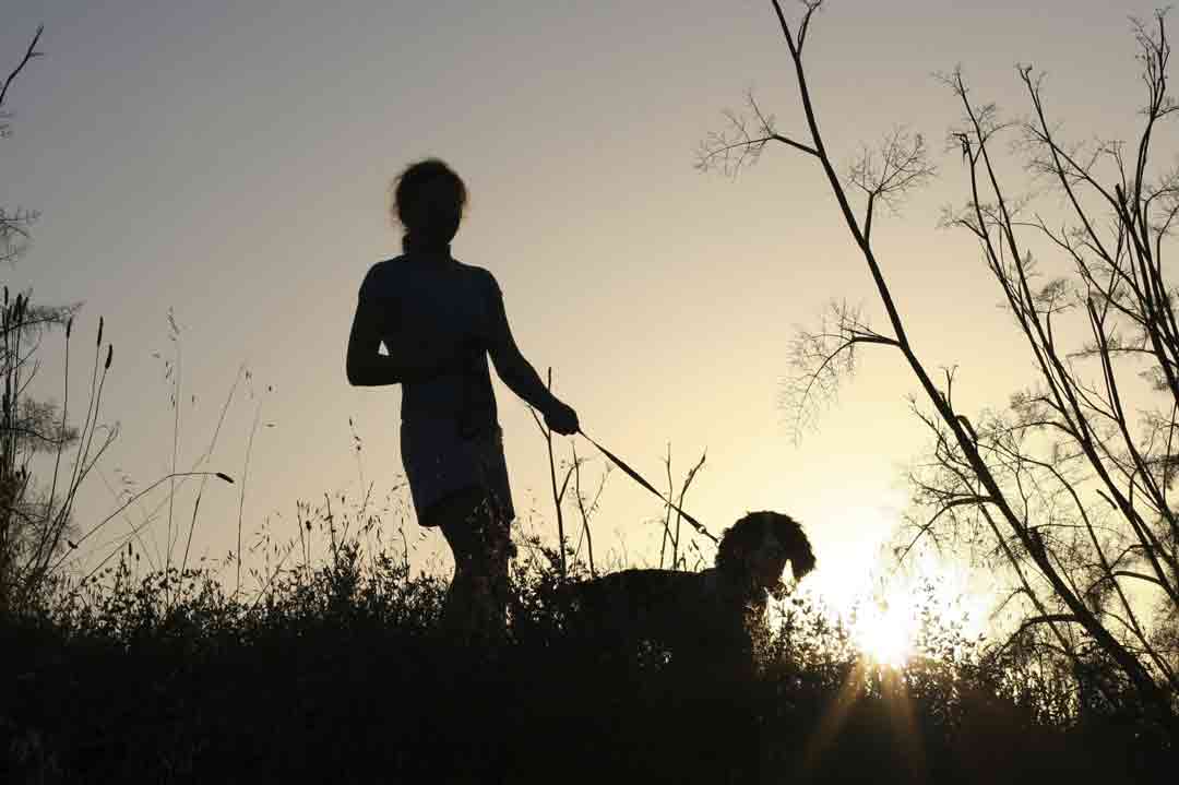 Hund in der Dunkelheit