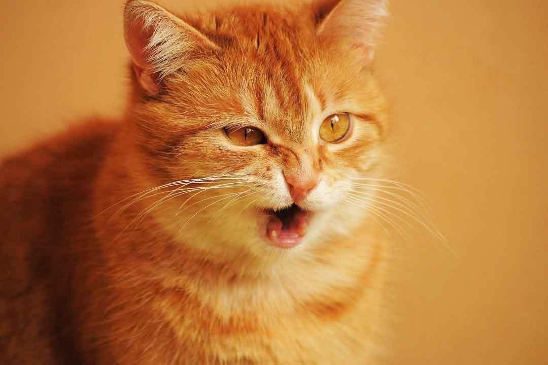 Die Katze niest: Ist das gefährlich?