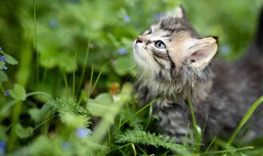 Zecken bei Katzen entfernen: So geht’s