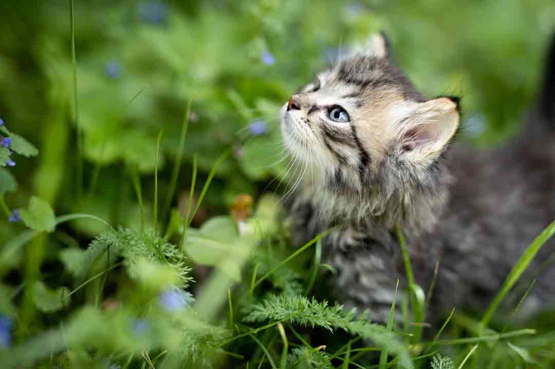 Zecken bei der Katze entfernen