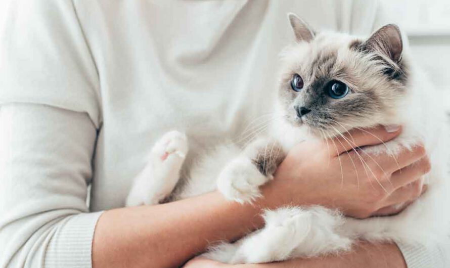 Katzenbabys: Wie erkenne ich das Geschlecht?