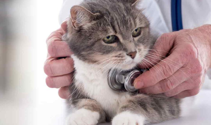 Hustende Katze: Symptome und Behandlung