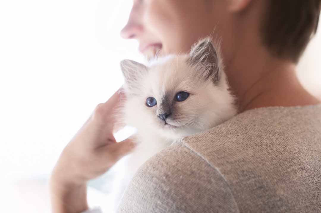 Ab wann erkennt man das Geschlecht bei Katzen?