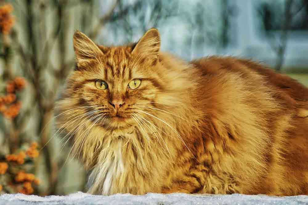 Eine Norwegische Waldkatze im Schnee