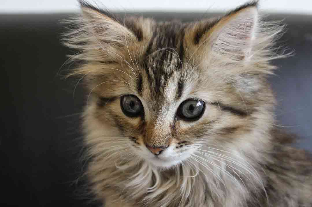 Kitten einer Norwegischen Waldkatze