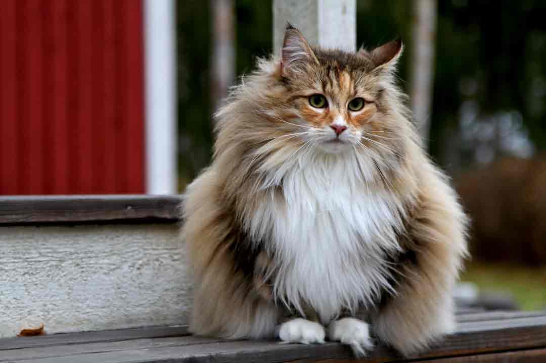 Norwegische Waldkatze