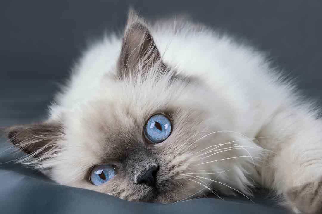 Die Ragdoll ist eine wunderschöne Katze