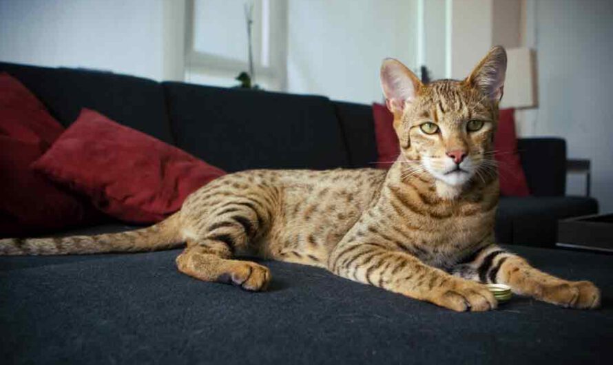 Teure Katzen: Die 8 teuersten Katzen der Welt