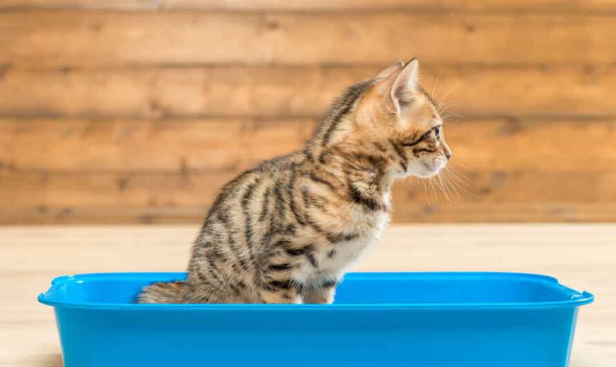 Katzen ans Katzenklo gewöhnen: 9 Tipps