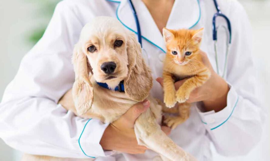 Krankenversicherungen für Tiere: Darauf sollten Tierhalter achten