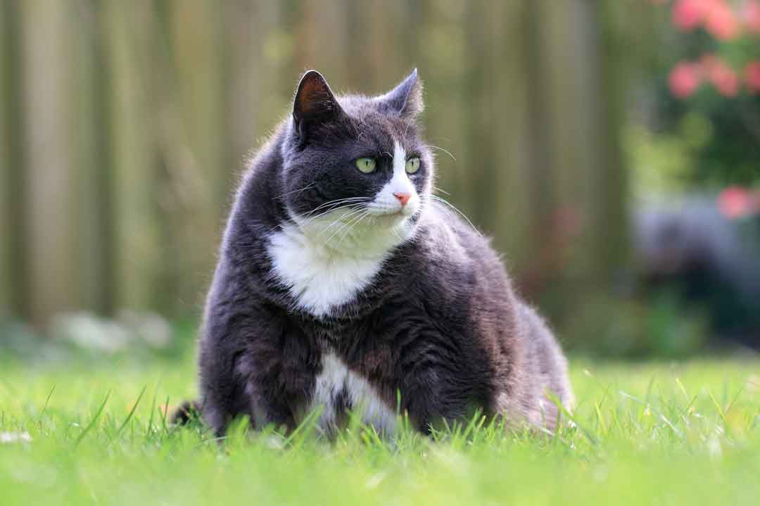 Muss die Katze abnehmen? So macht die Katze Diät