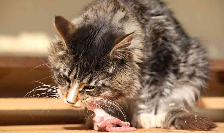 Katze barfen: So klappt die Rohfütterung