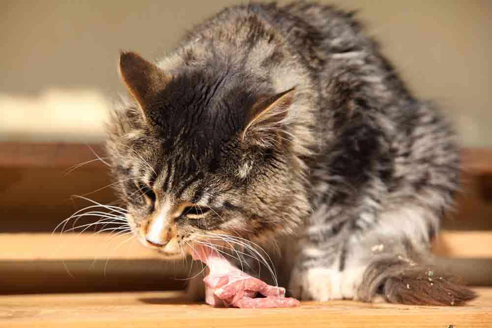 Katze barfen: So geht es richtig