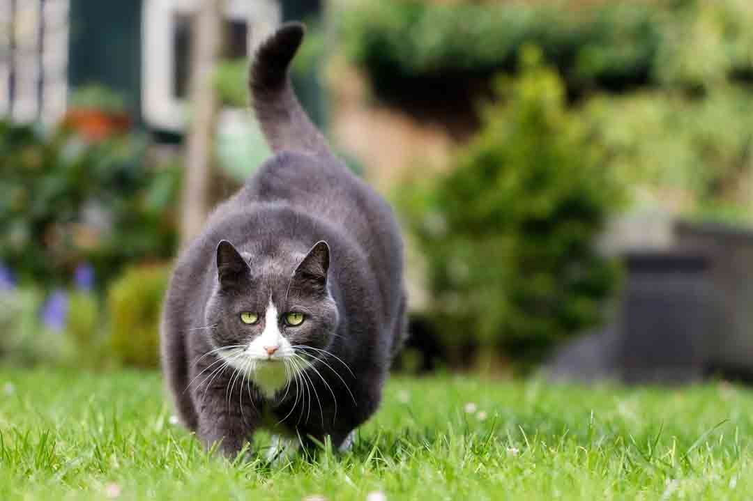 Eine Katze muss abnehmen