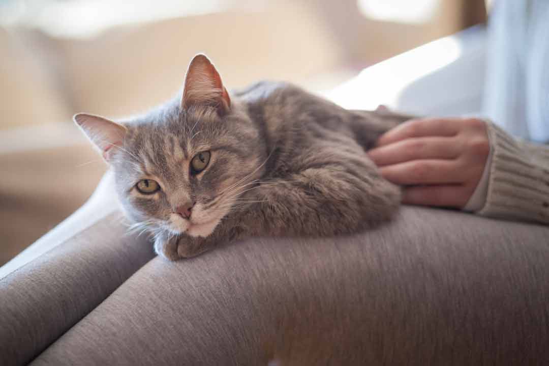 Katzenhaltung in der Schwangerschaft