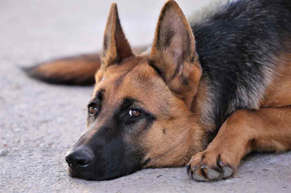 Ein Schäferhund liegt