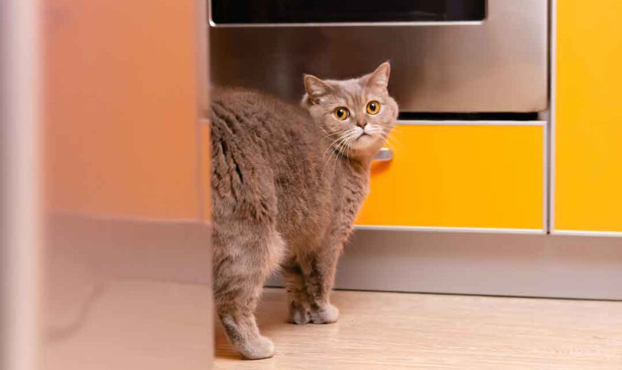 Katze macht überall hin: Tipps, wenn die Katze unsauber ist