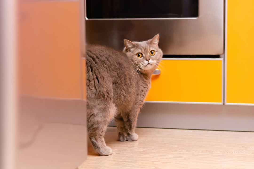 Unsauberkeit Katze: Die Katze macht in die Wohnung