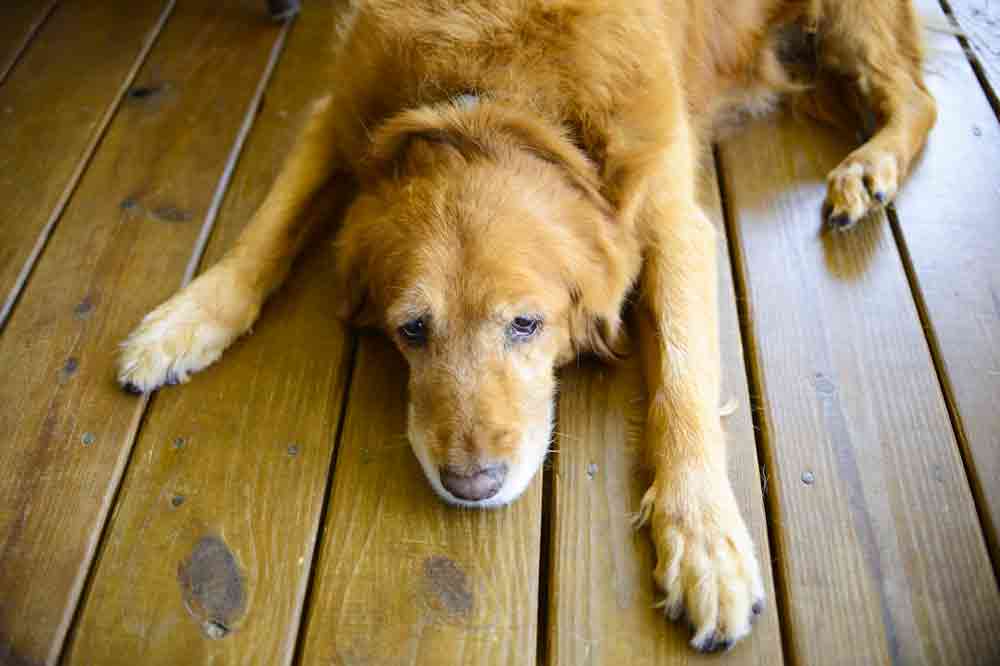 Alte Hunde brauchen besonders viel Liebe