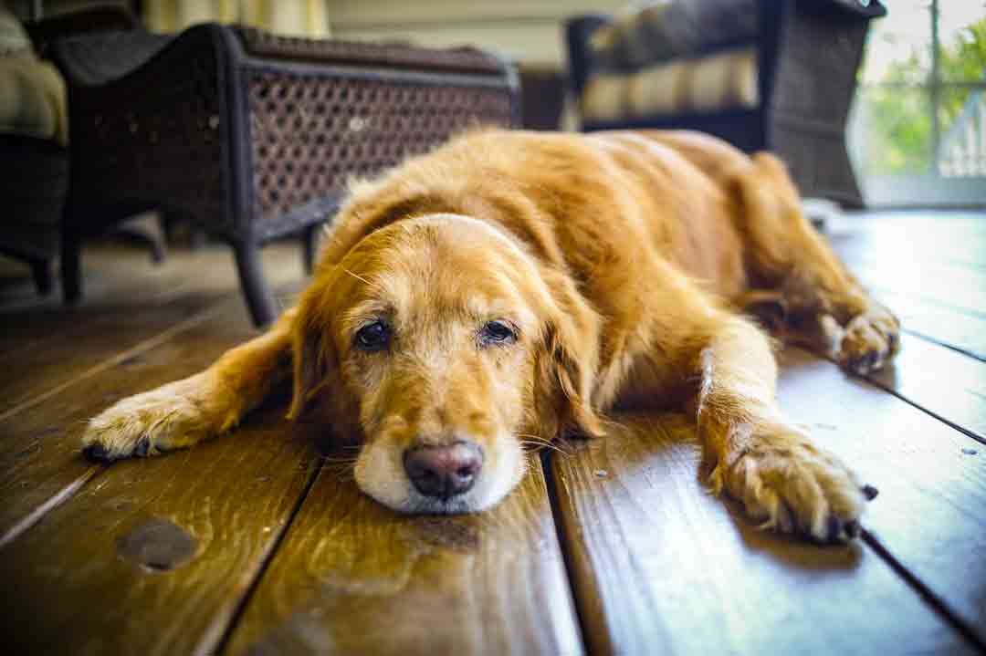 Ein alter Hund liegt auf dem Boden