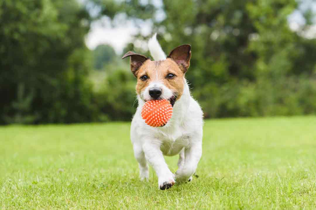 Wie lernt der Hund das Apportieren?